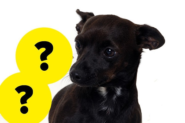 6. Кого или чего мог испугаться этот милый песик?