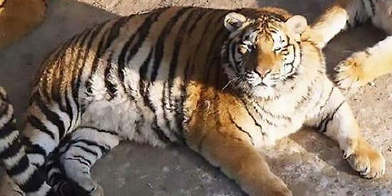 Располневшие амурские тигры покорили соцсети