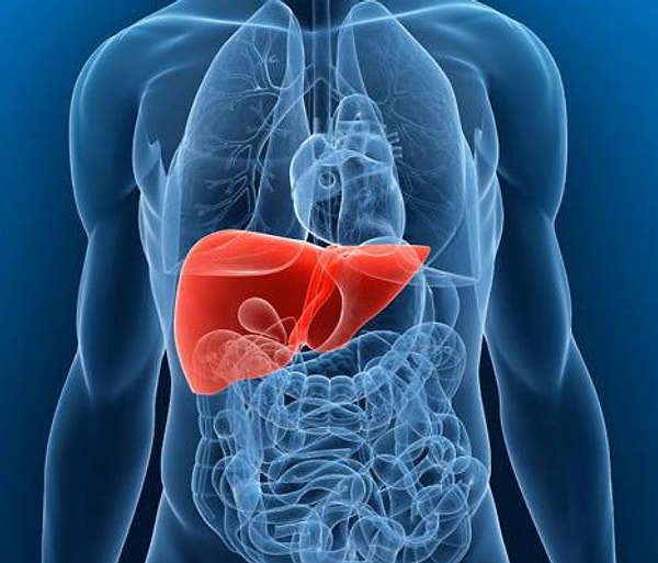 1. Печень - самый крупный орган человеческого организма