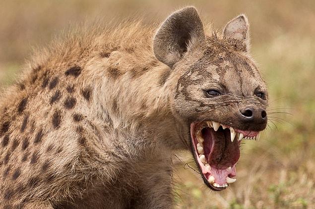 16. Fur accessories like a live pet hyena