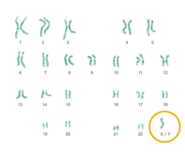 Intersexuality may occur as genital ambiguity, chromosomal genotypes other than XX (female) and XY (male), and a wide range of sexual phenotypes.