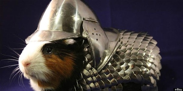 4. Броня для морской свинки