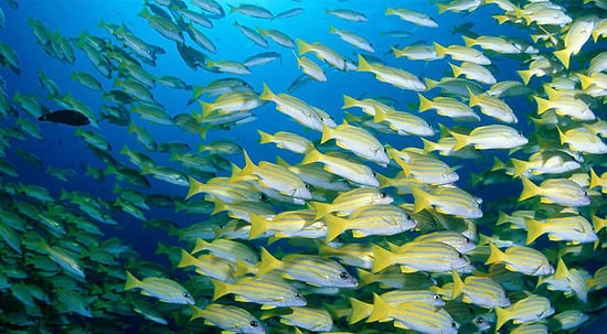 Hayvanların Göç Edecekleri Yerleri Nasıl Belirlediklerini Daha Önce Merak Etmiş miydiniz?