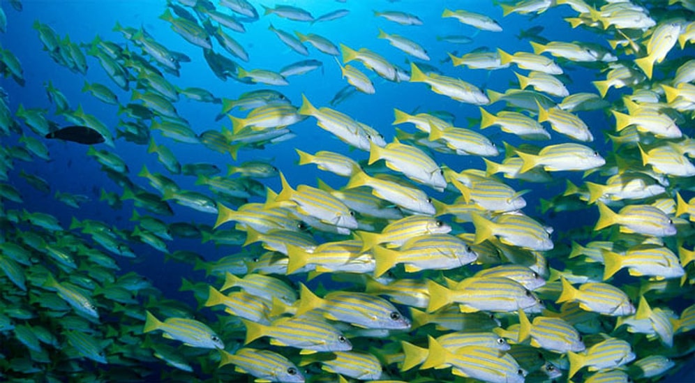Hayvanların Göç Edecekleri Yerleri Nasıl Belirlediklerini Daha Önce Merak Etmiş miydiniz?