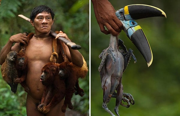 5. Питаются ваорани преимущественно мясом обезьян. Они также могут употреблять в пищу диких кабанов, туканов. Растительную пищу племя употребляет реже, и ее сбором занимаются исключительно женщины.