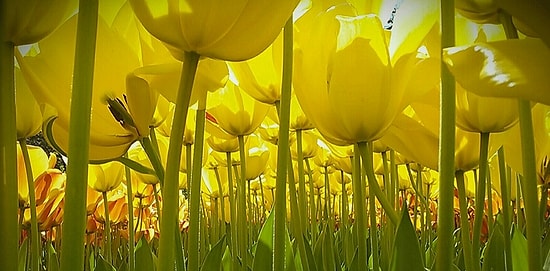 14 работ одаренных детей-победителей конкурса National Geographic