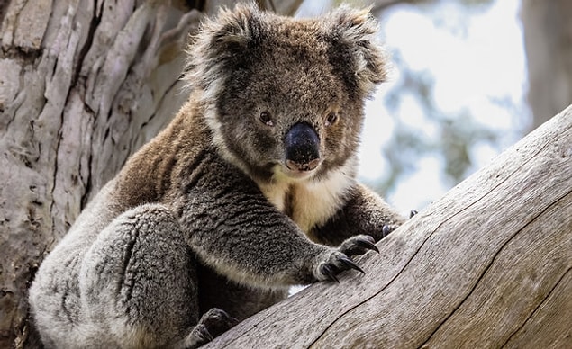 Koala çıktı!