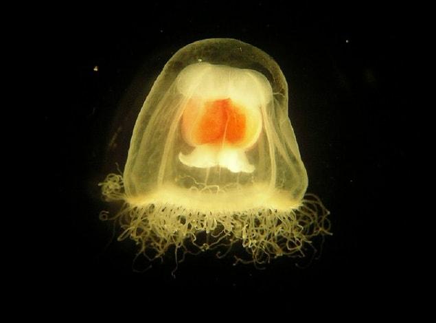 On a cellular level, this means that the immortal jellyfish will effectively recycle its existing cells to form a new self in a process known as “transdifferentiation.”