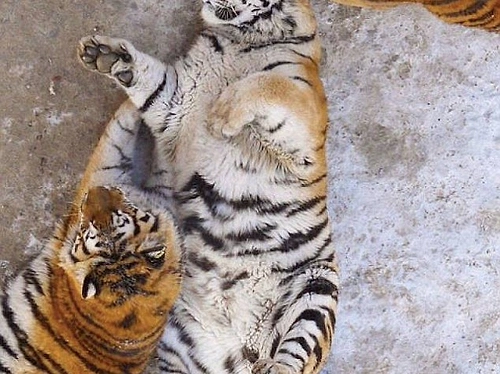 Bengal kaplanı - esaret altında bir hayat hikayesi Bengal kaplanı - esaret altında bir hayat hikayesi