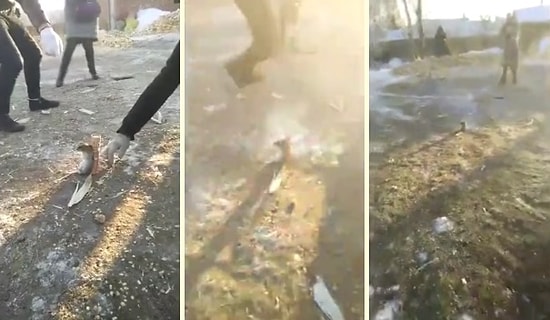 Китайцы запустили фейерверк вместе с... живой мышью!