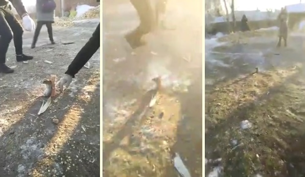 Китайцы запустили фейерверк вместе с... живой мышью!