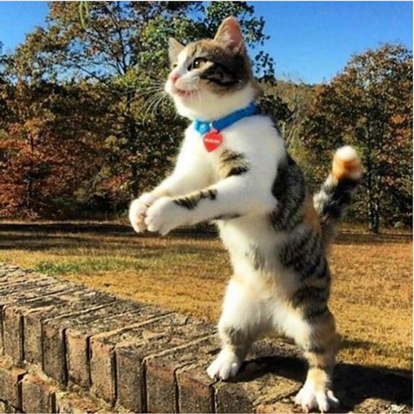 1. Sizin ilginizi çekmek için alkış tutmayı denemekten kaçınmazlar