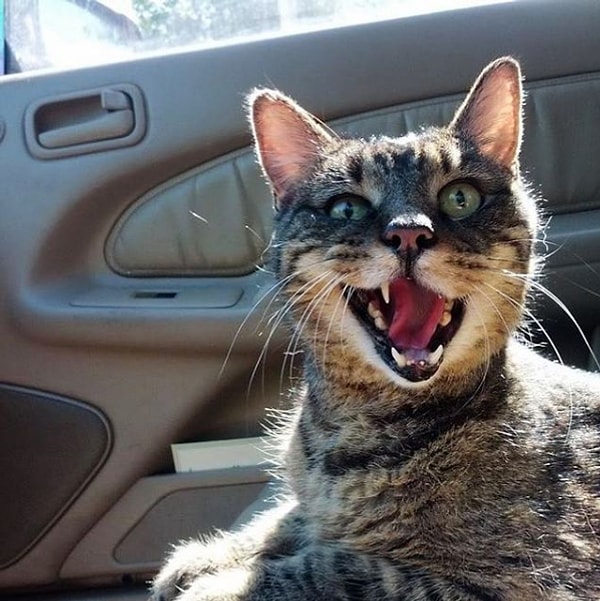 5. Araba kullanırken sizin onunla iletişim kurmanız için her türlü şebekliği yapabilirler