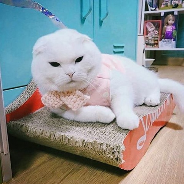 9. Bütün gün kendini temizleyip pamuk gibi olurlar