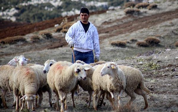 Çocukluğundan bu yana köyünde anne ve babası gibi çobanlık yapıyor.