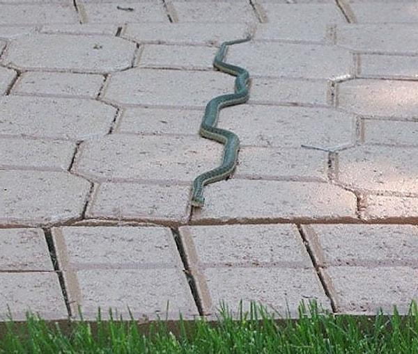 BONUS: En az bizim kadar takıntılı bir yılan.
