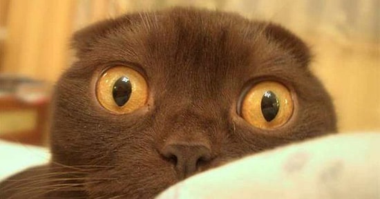 5 лучших контентов с onedio.ru за вторник!