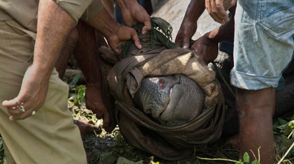 3. Сто лет назад в этом парке было всего несколько индийских однорогих носорогов