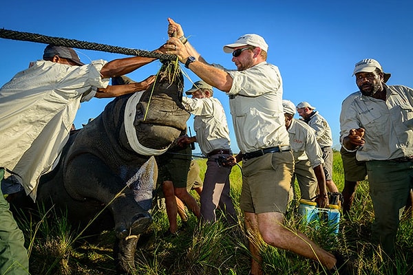 6. Все эти люди охотились за носорожьими рогами, цена которых начинается от $6000 за 100 грамм