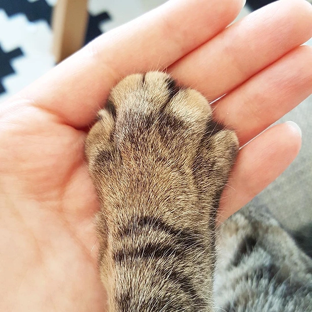 Kedinizin patisini tuttuğunuz ilk an...