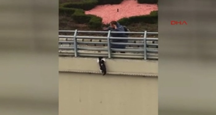 Duvarda Mahsur Kalan Kedi 'Meraklı Kalabalığın' Bakışları Arasında Yere Düşerek Can Verdi