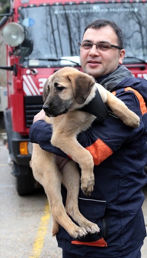 'Kurtarma köpeği olarak yetiştirmeyi planlıyoruz'