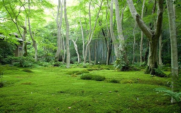 7. Dünya’nın en yüksek popülasyon yoğunluğuna sahip ülkelerinden biri olmasına rağmen Japonya, gelişmiş ülkeler içinde en yüksek ormanlık alana sahip ülke (%74). Bu ormanlar 400 yıldır sürdürülen bir politikanın ürünü.