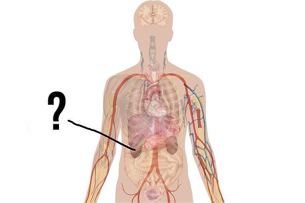 3. А это что за орган?