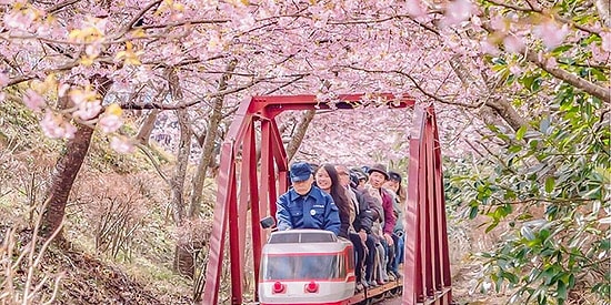 Эти магические фотографии цветущей сакуры в Японии просто завораживают!