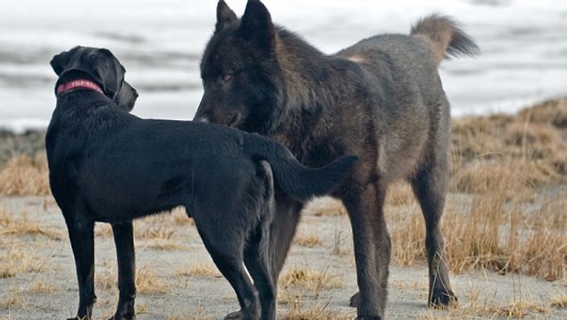 Kurt, saldırmak yerine köpek ile önce tanıştı daha sonra birlikte oyun oynamaya başladılar. Tam o sırada Jans fotoğraflarını çekmeye başladı.
