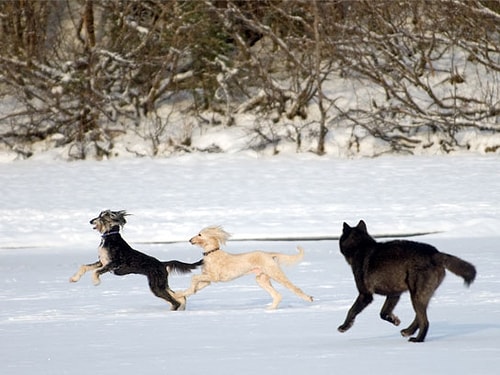 Evcil Bir Köpek ile Vahşi Bir Kurt Karşı Karşıya Gelirse Ne Olur Evcil Bir Köpek ile Vahşi Bir Kurt Karşı Karşıya Gelirse Ne Olur