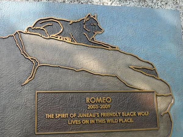 "Romeo 2003-2009. Juneau'nun arkadaş canlısı siyah kurtunun ruhu bu vahşi yerde yaşıyor. "