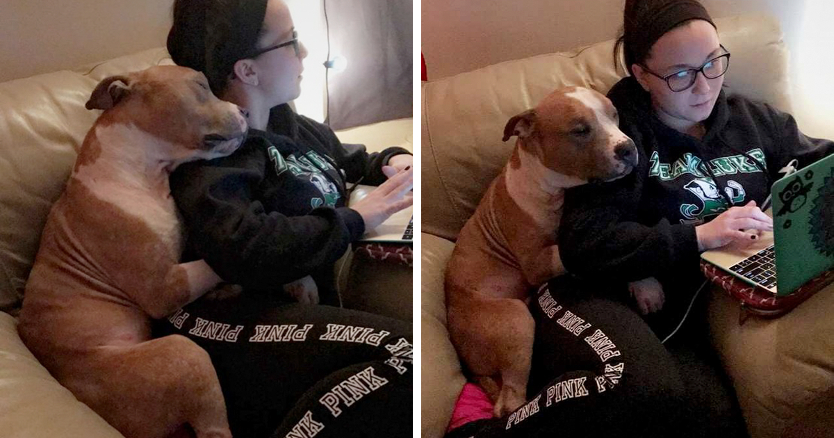 köpek gezdiricisi