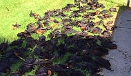 700'den Fazla Yarasanın Kavrularak Ölmesinin Ardındaki Soru: Avustralya'da Neler Oluyor?