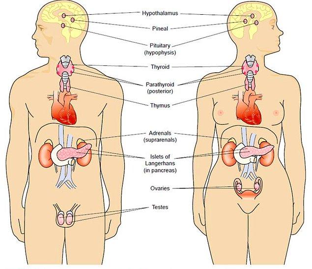 8. Parabenin içindeki metil, propil ve butil maddeleri "Endokrin Sistemini" etkiliyor. Parabenin vücutta depolanıp hormon üretimine müdehale ettiği gözlemlenmiş.