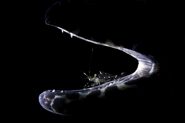 9. Рыба-змея и креветка