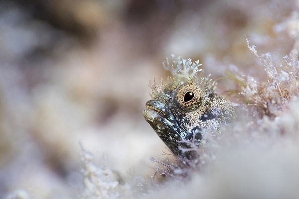 22. Собачковидная рыба