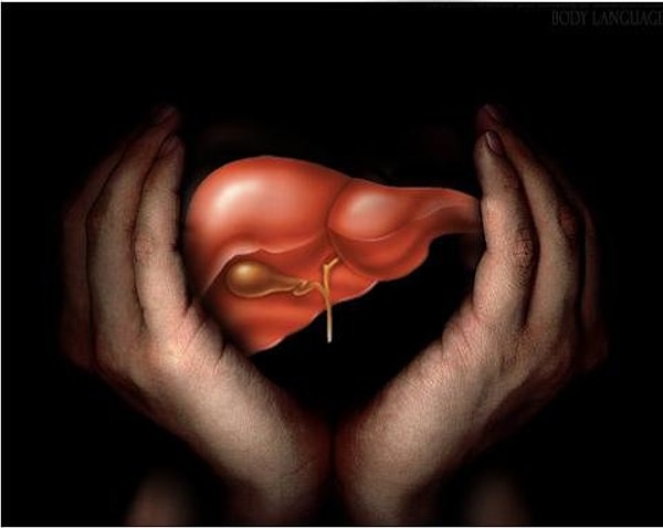 8. Только у печени есть способность восстановления