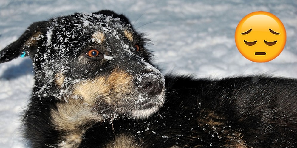 Dünya Bizden İbaret Değil! Hayvanlar Donarak Ölüyor, Görmezden Gelmeyin!