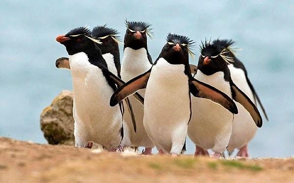 11. Elektronik rock penguenler.