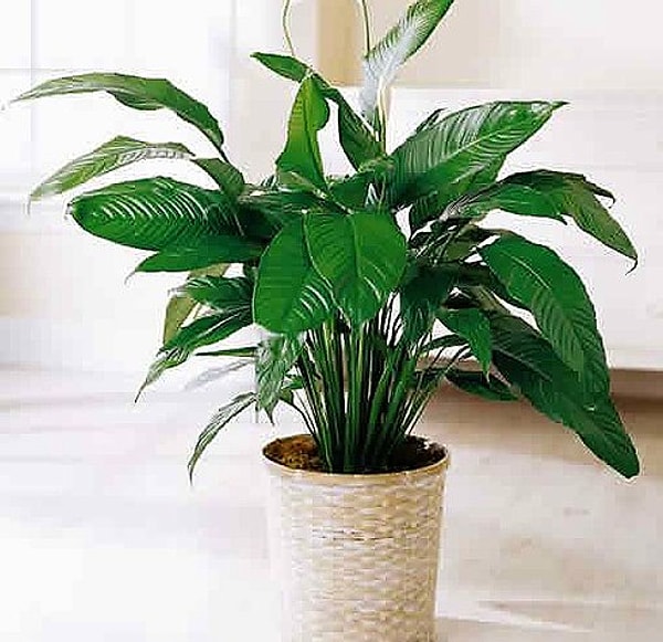 19. Кристина Риччи боится комнатных растений