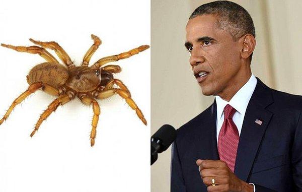 9. Euctenizidae familyasından Kaliforniya'da endemik olan bir örümcek türü: Aptostichus barackobamai!