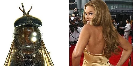 Örümceğinden Kurbağasına Kadar Pek Çok Hayvana İsmini Vermiş 15 Ünlü