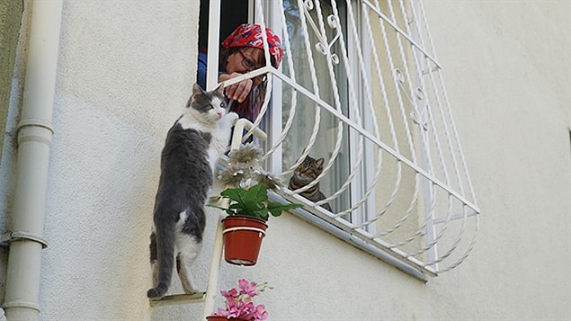 Bu kış Türkiye'yi çok ağır vurdu, özellikle sokak hayvanlarını. Bildiğiniz gibi onların bu soğuklarda barınacak pek bir yeri yok bu yüzden kocaman yürekli bir kadın onlara evine açılan bir merdiven kurdu.