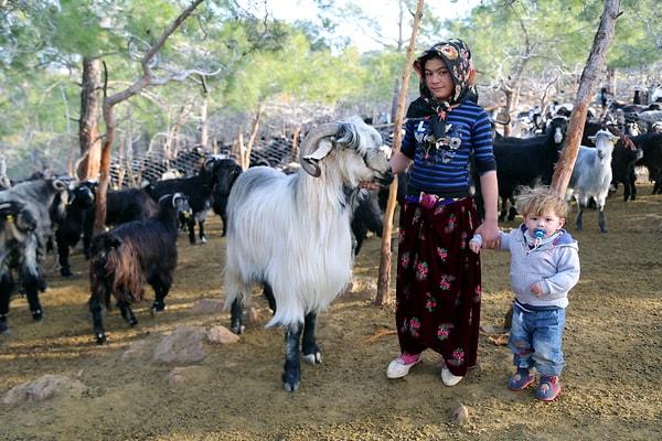Kıl çadırda en fazla 5 kişi yaşayan Yörük bir aile, konakladıkları bölgede yaklaşık 800 keçi güdüyor. Yetişkinler, keçileri gruplar halinde otlattığı için çocuklarına ödevlerini yaparken çok fazla yardımcı olamıyor