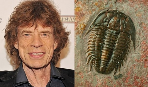4. Трилобит Aegrotocatellus jaggeri и Мик Джаггер