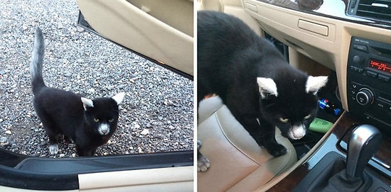 20 фотографий животных, изменивших свой окрас из-за Витилиго