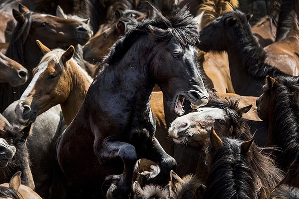 8. "Табун полуодичавших лошадей, которые живут в горах"