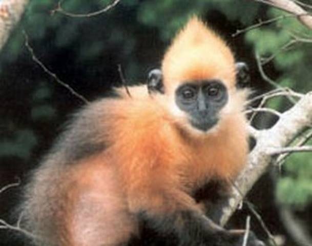 Altın Başlı Langur