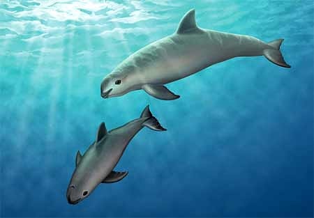 Vaquita – Meksika Yunusu